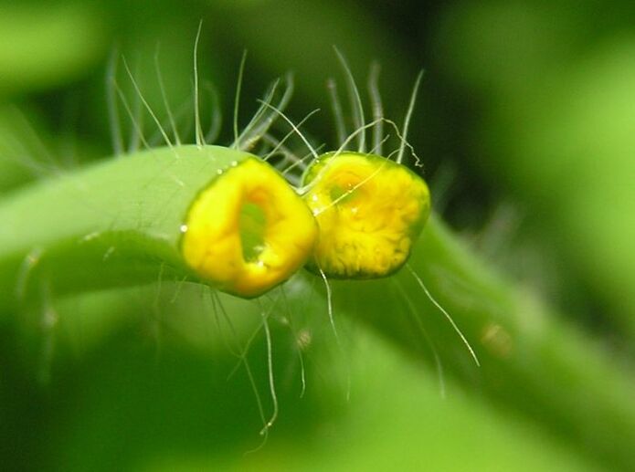 hierba celidonia para eliminar los papilomas en el cuello
